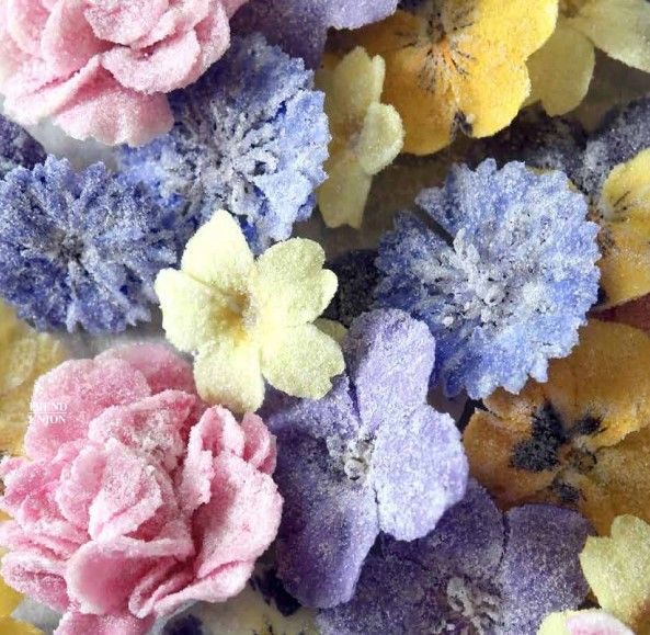 Appletizer Trend Union Colours SS 2025 CANDY COLOUR