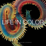 A+A Life in Color | Color & Lifestyle SS 2026 - 26.2