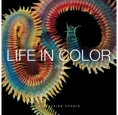 A+A Life in Color | Color & Lifestyle SS 2026 - 26.2